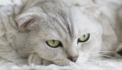 新疆男篮引进新外援提升锋线火力，新疆男篮的外援新情况